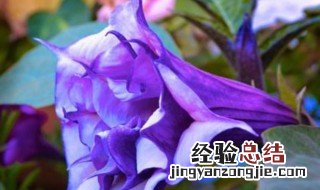 曼陀罗花语是什么意思 曼陀罗花语是什么意思网络用语