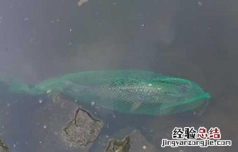 钓草鱼饵料配方 钓草鱼饵料配方比例