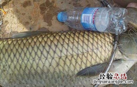 钓草鱼饵料配方 钓草鱼饵料配方比例