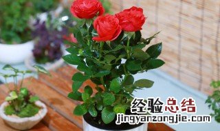 盆栽玫瑰花老桩能养活吗 盆栽玫瑰老桩多久开花