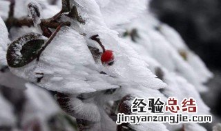 下雪了写一段话 描述下雪写一段话