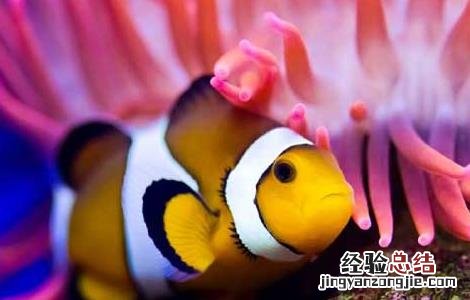 小丑鱼为什么叫小丑鱼 小丑鱼为什么叫小丑鱼难道是
