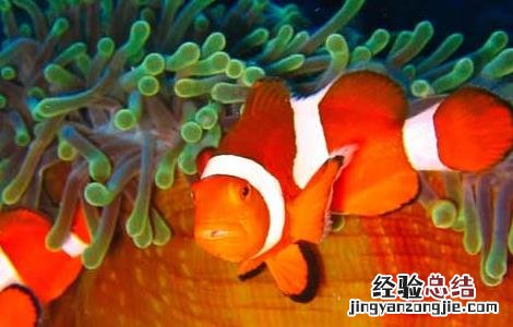 小丑鱼为什么叫小丑鱼 小丑鱼为什么叫小丑鱼难道是
