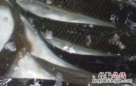 草鱼吃什么饵料? 草鱼吃什么饵料