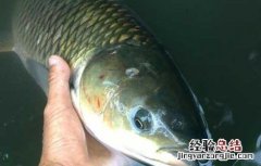草鱼吃什么饵料? 草鱼吃什么饵料