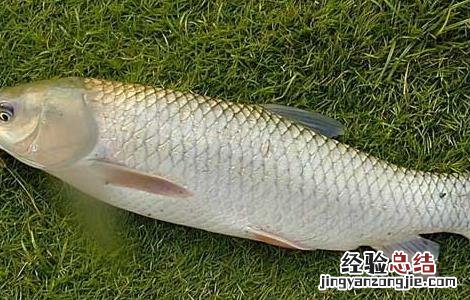 草鱼吃什么饵料? 草鱼吃什么饵料