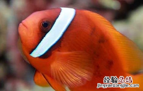 小丑鱼怎么繁殖 小丑鱼怎么繁殖,养殖需多少时间?