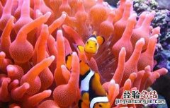 小丑鱼怎么繁殖 小丑鱼怎么繁殖,养殖需多少时间?