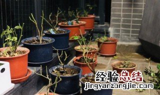 月季换盆后的养护 月季换盆后如何养护