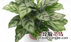 竹芋的功效与作用图片 竹芋的功效与作用