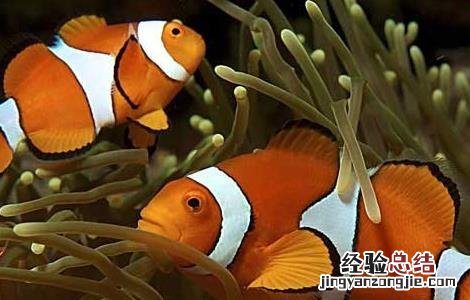 小丑鱼和什么混养比较好 小丑鱼和什么混养