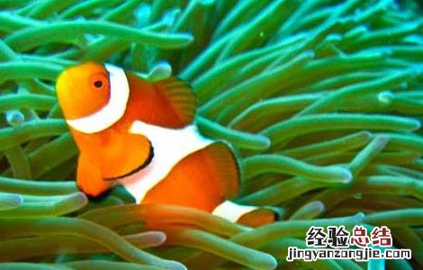 小丑鱼和什么混养比较好 小丑鱼和什么混养