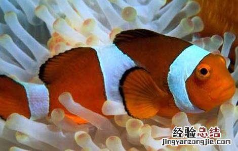小丑鱼和什么混养比较好 小丑鱼和什么混养