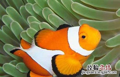 小丑鱼能活多久 小丑鱼能活多久啊
