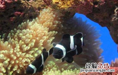 小丑鱼能活多久 小丑鱼能活多久啊