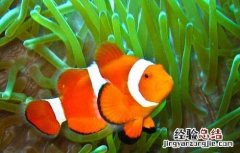 小丑鱼能活多久 小丑鱼能活多久啊