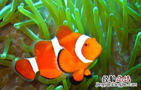 小丑鱼能活多久 小丑鱼能活多久啊