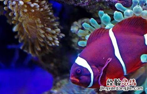 小丑鱼的资料有哪些 小丑鱼的相关资料
