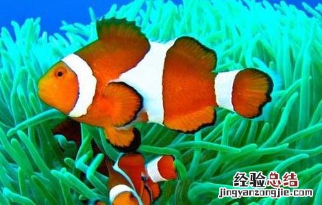 小丑鱼的资料有哪些 小丑鱼的相关资料