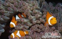 小丑鱼的资料有哪些 小丑鱼的相关资料