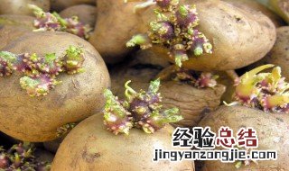 马铃薯发芽了还能吃吗图片 马铃薯发芽了还能吃吗