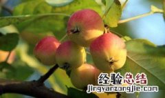 海棠果酿酒简单方法 海棠果酒制作方法