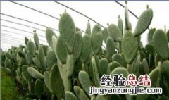仙人掌鲜汁灌肤步骤 怎么用仙人掌做灌肤面膜