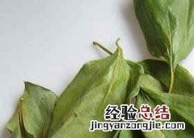 柿子叶茶图片 柿子叶茶图片高清