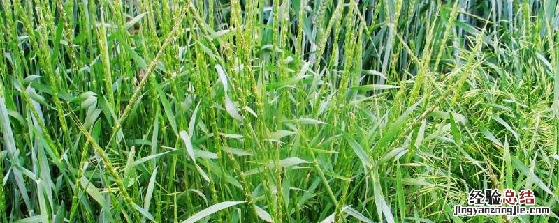野麦子什么时候打最合适，打药后几天可以浇水