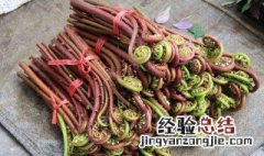 蕨菜怎么炒好吃 炒蕨菜的做法