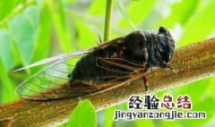 诗经有蝉的句子 诗经里对蝉的吟诵诗句