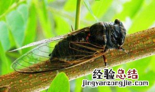 诗经有蝉的句子 诗经里对蝉的吟诵诗句