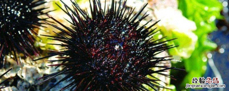 海胆属于什么生物 海胆是植物还是动物