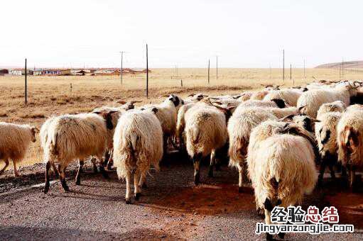 屠宰场给活羊灌水后宰杀！具体是怎么回事？附详情！