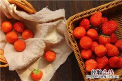草莓的功效与作用是什么 草莓的功效是啥