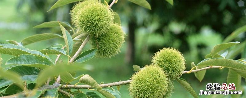 板栗种植技术与管理，种植多久才结果