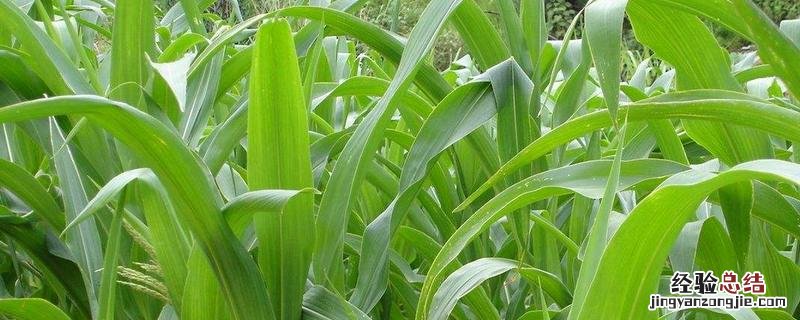高丹草亩产多少斤，是多年生还是一年生牧草