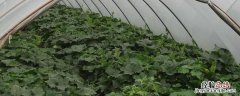 大棚菜的种植方法和管理，和露天菜有什么区别