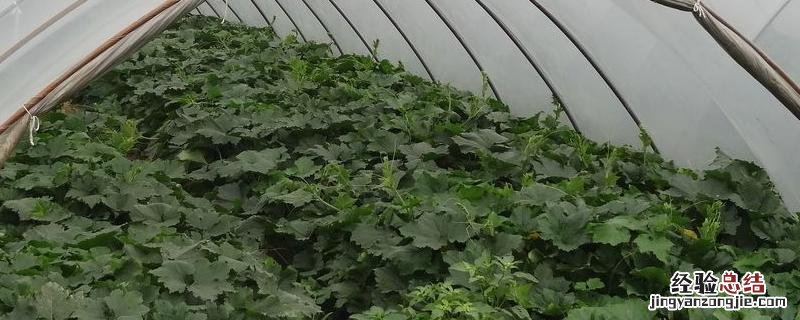 大棚菜的种植方法和管理，和露天菜有什么区别