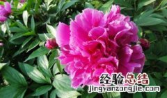 芍药花的禁忌和副作用 芍药花的功效与禁忌