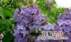 丁香花的功效与作用 百度百科 丁香花的功效与作用