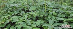 重楼种植技术与栽培管理，种植几年可以收获？市场前景如何