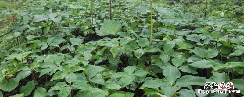 重楼种植技术与栽培管理，种植几年可以收获？市场前景如何