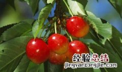 樱桃山地种植 如何种樱桃