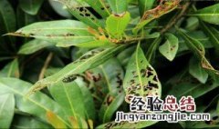 果树病虫害的管理 果树病虫害如何打理