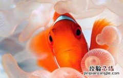 小丑鱼怎么养 小丑鱼怎么养视频