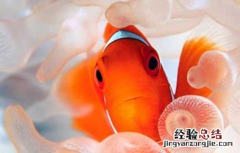 小丑鱼怎么养 小丑鱼怎么养视频