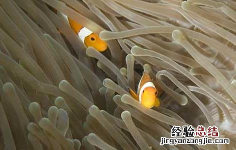 小丑鱼怎么养 小丑鱼怎么养视频