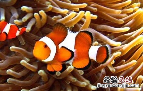 小丑鱼是什么鱼 小丑鱼是什么鱼类