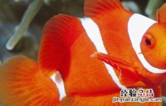 小丑鱼是什么鱼 小丑鱼是什么鱼类